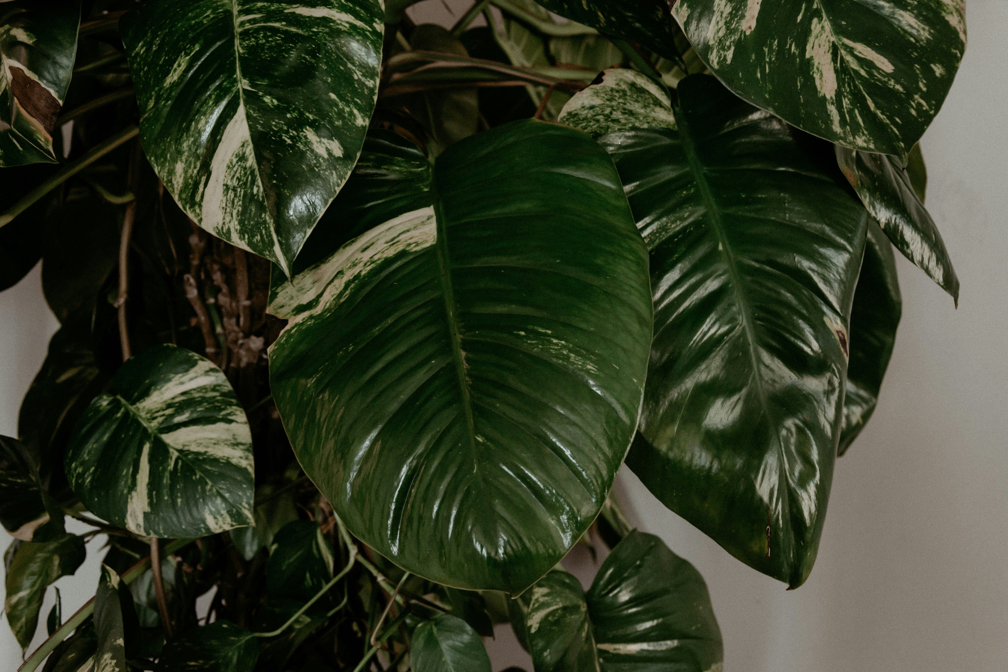 close view of indoor plant